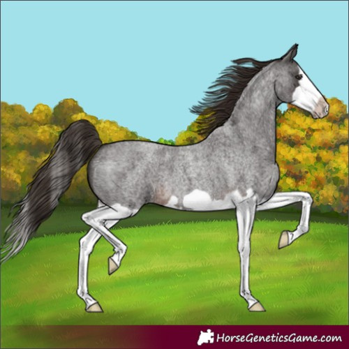 Horse Color:Liver Red Roan Splash Frame 