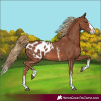 Horse Color:Chestnut Sabino Splash Blanket 