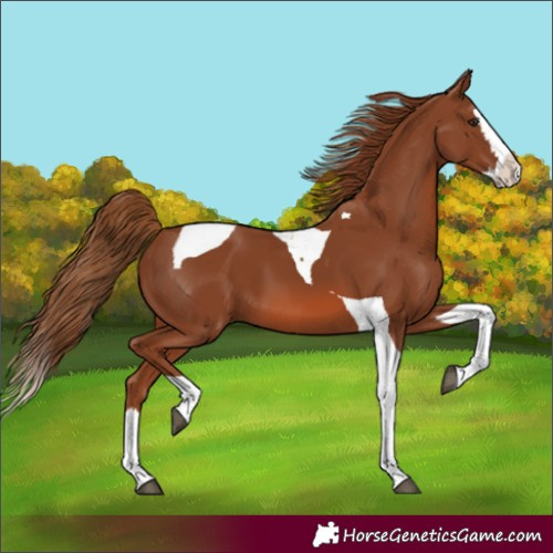 Horse Color:Chestnut Splash Tobiano 