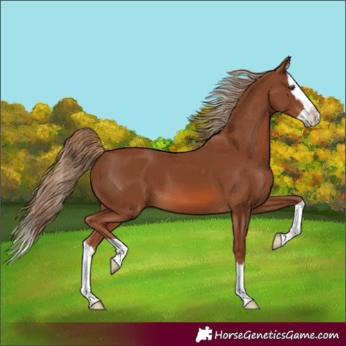 Horse Color:Chestnut Splash
