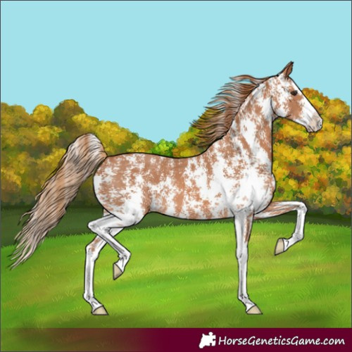 Horse Color:Chestnut Sabino Splash 