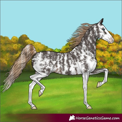 Horse Color:Liver Chestnut Sabino Splash 