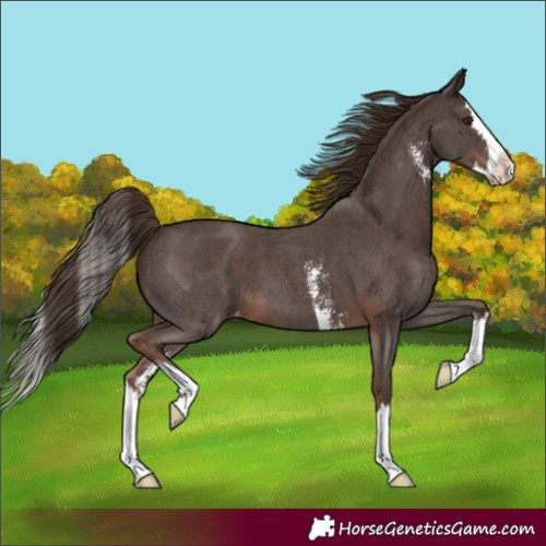 Horse Color:Liver Chestnut Sabino Splash Appaloosa 