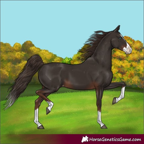 Horse Color:Unknown 
