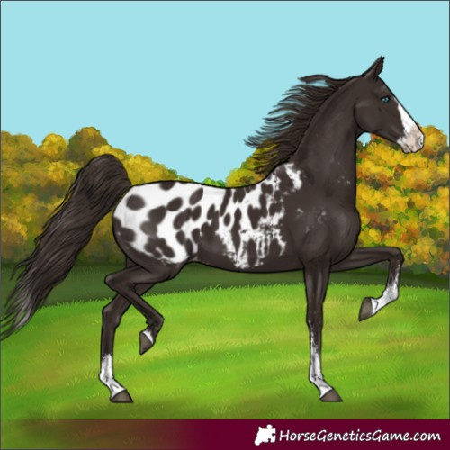 Horse Color:Unknown 
