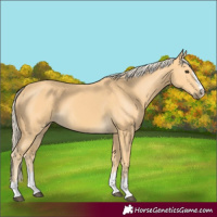 Horse Color:Palomino