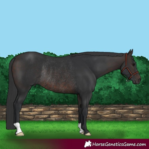 Horse Color:Brown Rabicano 
