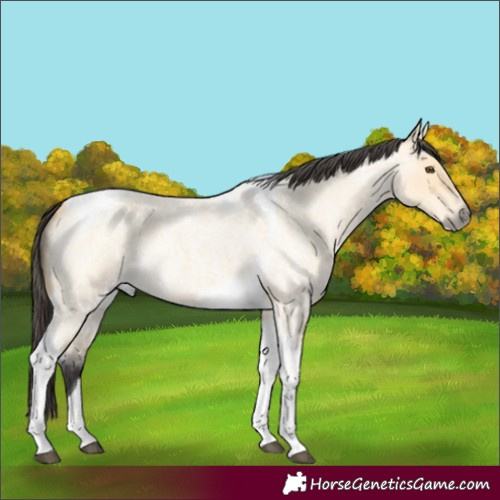 Horse Color:Buckskin Roan Dun Tobiano 