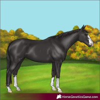 Horse Color:Smoky Black