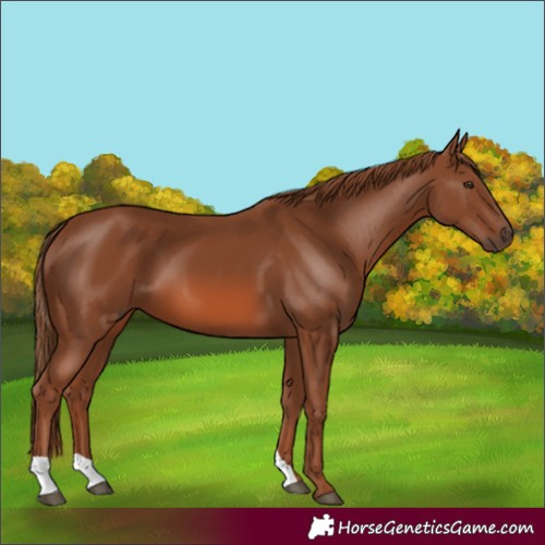 Horse Color:Unknown 