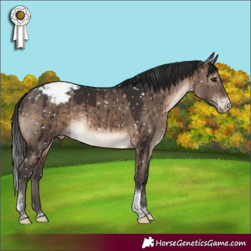 Horse Color:Brown Dun Sabino Tobiano Appaloosa Rabicano Brindle 