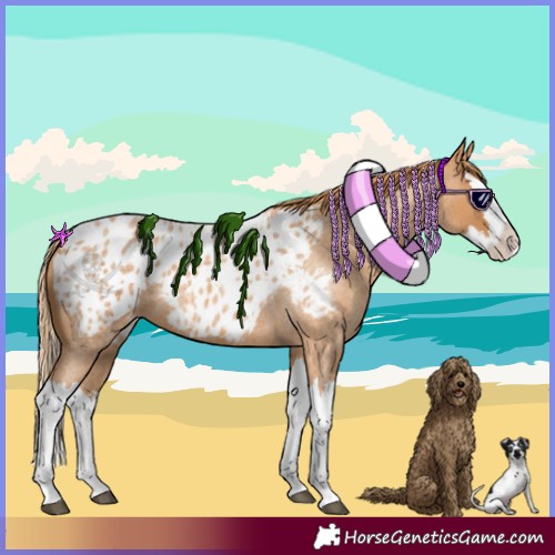 Horse Color:Red Roan Splash Appaloosa 