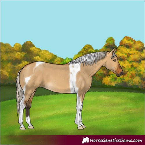 Horse Color:Gray Silver Buckskin Dun Tobiano 