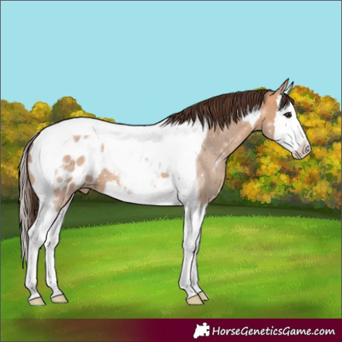 Horse Color:Bay Dun Splash Tobiano Blanket 
