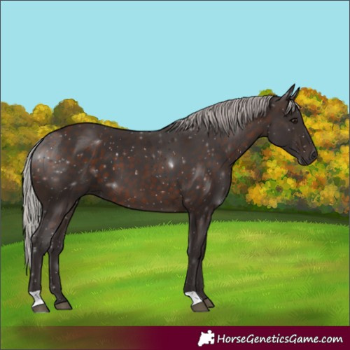 Horse Color:Silver Brown 