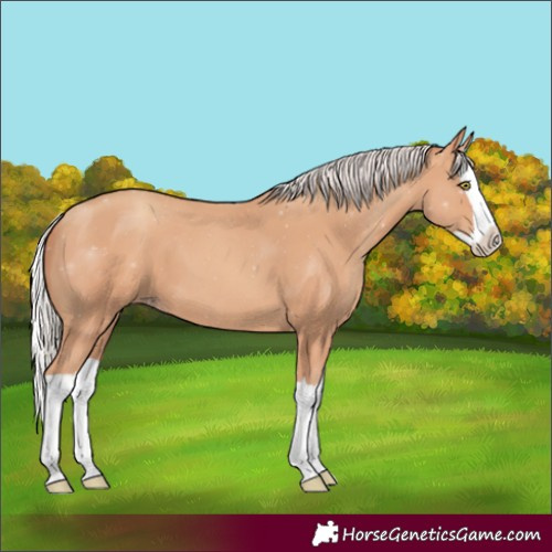 Horse Color:Silver Amber Champagne Splash 