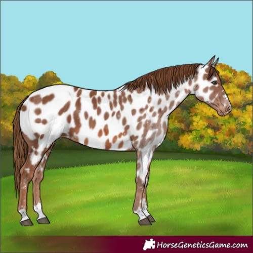Horse Color:Chestnut Appaloosa