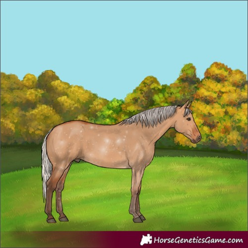 Horse Color:Silver Bay Dun