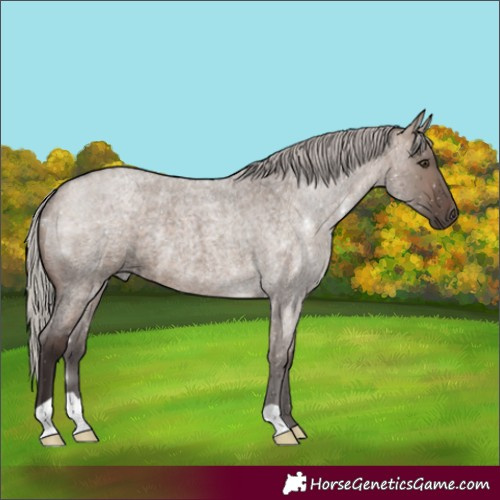 Horse Color:Silver Brown Roan Dun