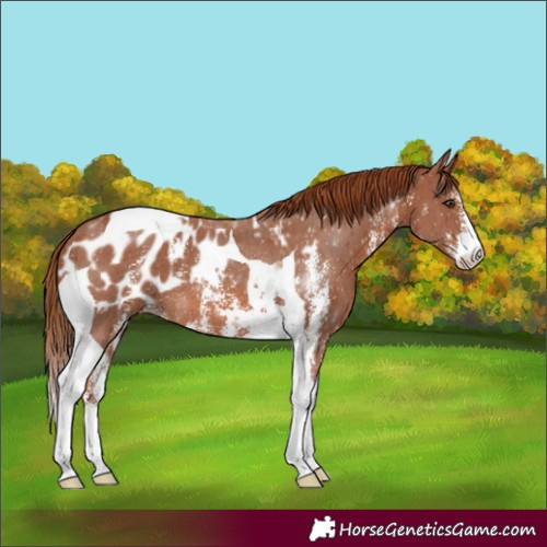 Horse Color:Chestnut Sabino Tobiano Appaloosa 