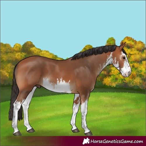 Horse Color:White Spotted Bay 