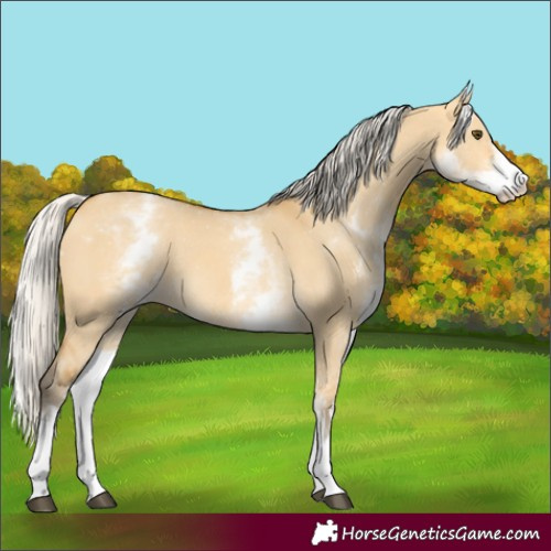 Horse Color:White Spotted Silver Buckskin Dun Rabicano 