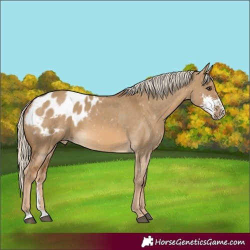 Horse Color:Chocolate Palomino Dun Sabino Blanket 