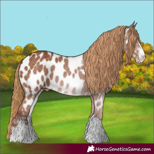 Horse Color:Chestnut Sabino Tobiano Appaloosa 