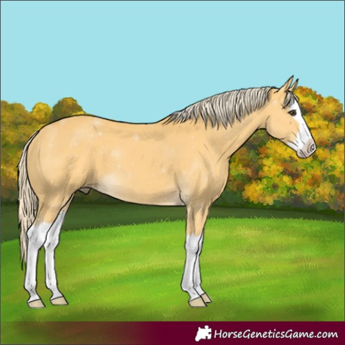 Horse Color:Palomino Splash 