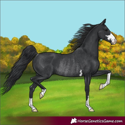 Horse Color:Black Rabicano