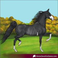 Horse Color:Black Rabicano