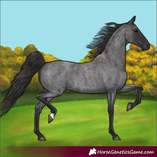 Horse Color:Unknown 