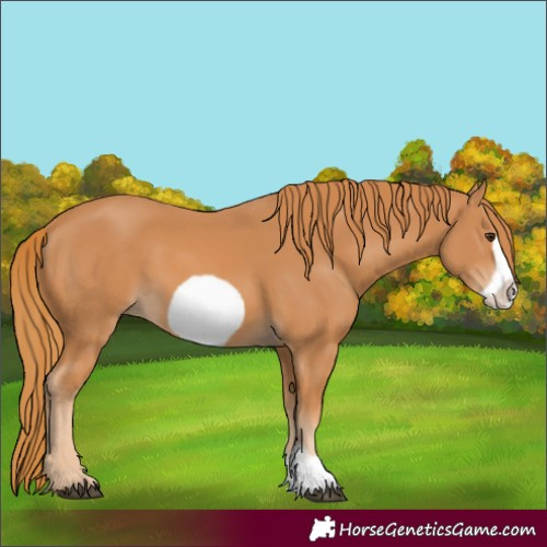 Horse Color:Chestnut Frame 