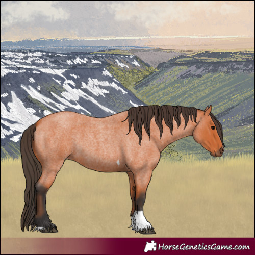 Horse Color:Bay Roan Tobiano 