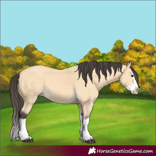 Horse Color:Buckskin Splash 