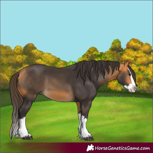 Horse Color:Buckskin Splash 