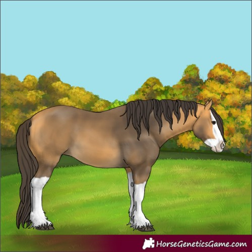 Horse Color:Unknown 