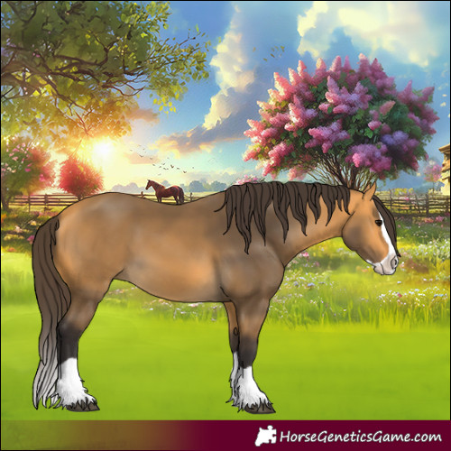 Horse Color:Buckskin Splash