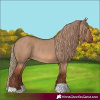 Horse Color:Red Dun Rabicano 
