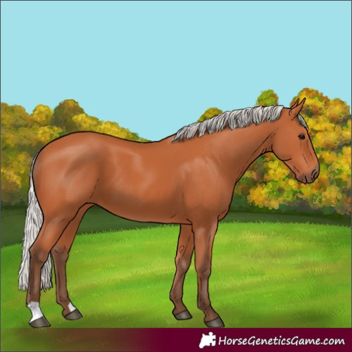 Horse Color:Silver Bay