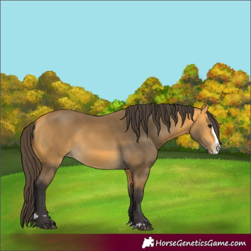 Horse Color:Buckskin Splash