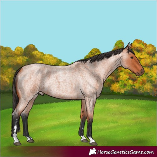 Horse Color:Unknown