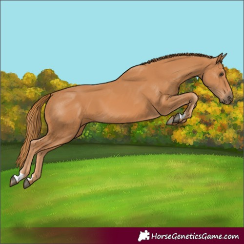 Horse Color:Unknown 