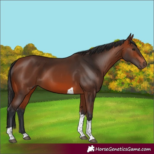 Horse Color:Bay Tobiano 