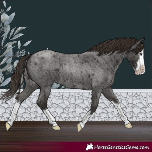 Horse Color:Liver Red Roan Splash