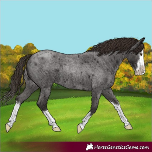 Horse Color:Liver Red Roan Splash 