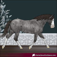 Horse Color:Liver Red Roan Splash
