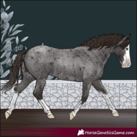 Horse Color:Liver Red Roan Splash