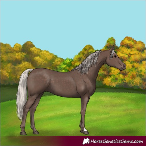 Horse Color:Silver Black