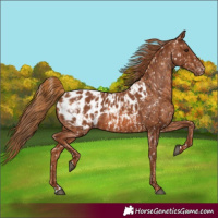 Horse Color:Chestnut Appaloosa  and Chestnut Appaloosa 